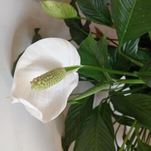 Meet your Posher, Arianna